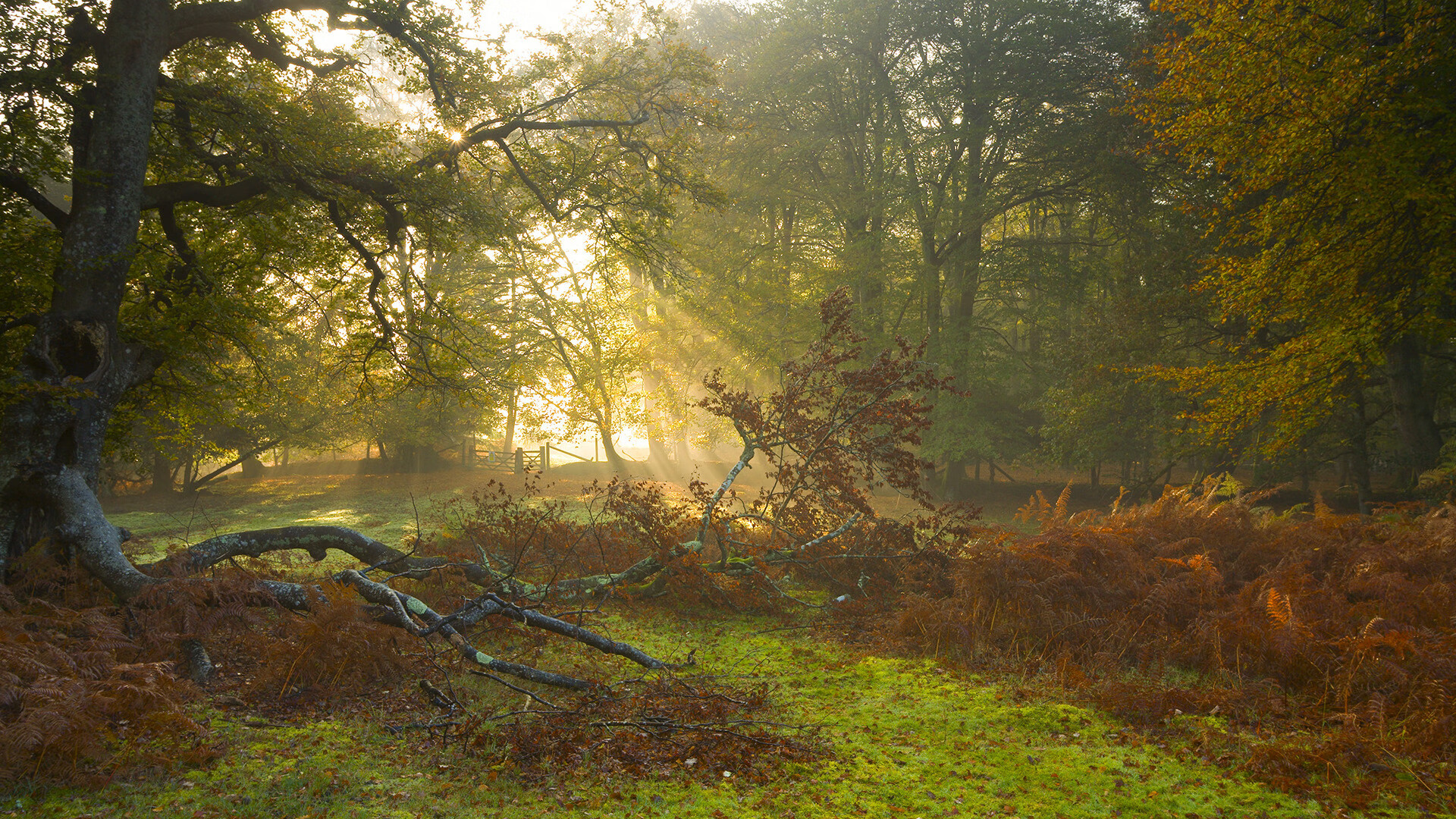 北欧风暴席卷曼谷，丹麦队战术完胜，辛杜火山喷发无可阻挡