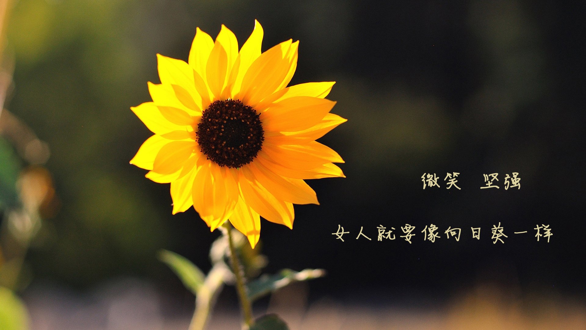 金黄丰收季，东契奇末节乐章奏响终结之战