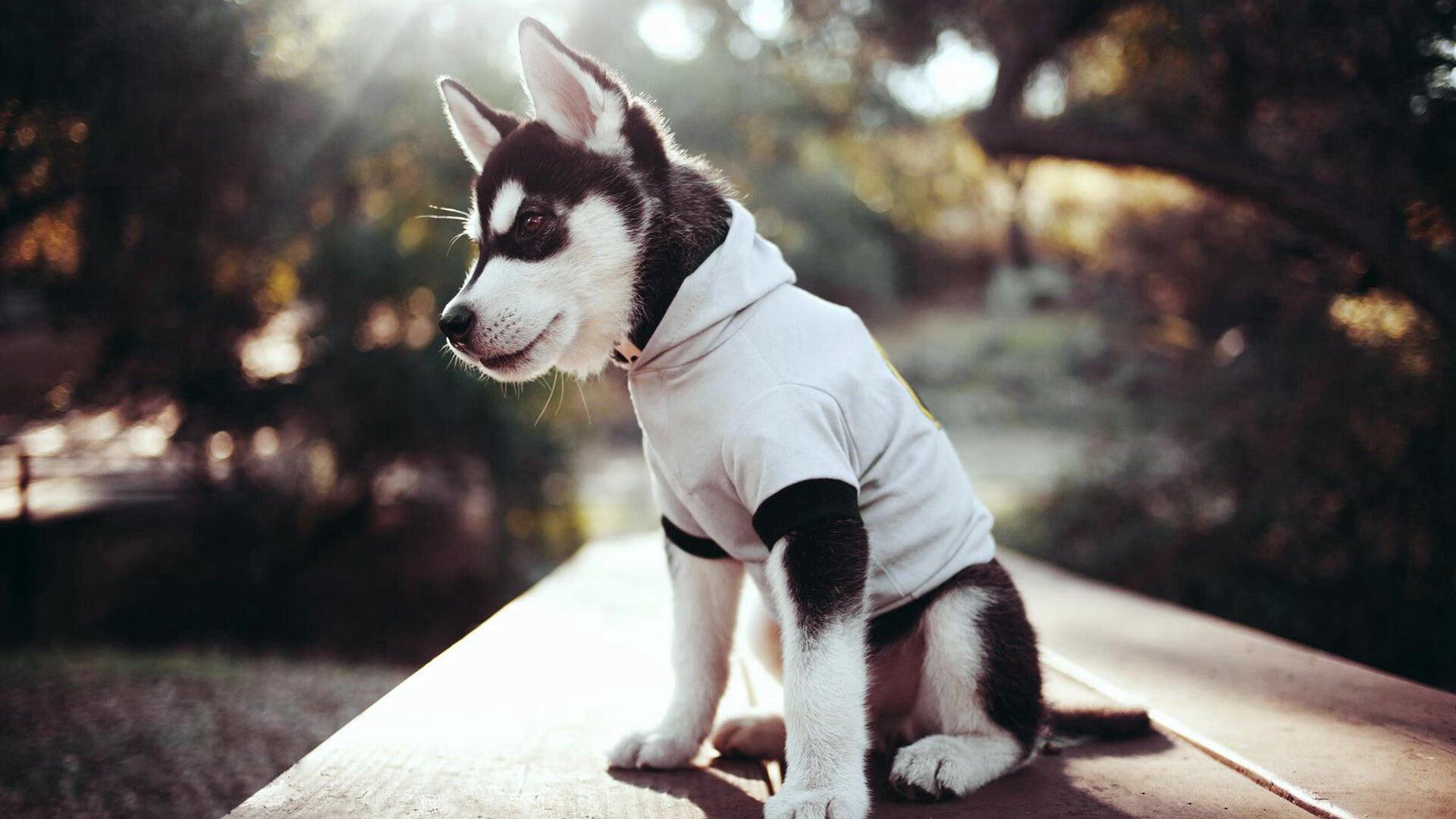 从北境到巅峰，森林狼爆冷掀翻灰熊，闯进NBA总决赛