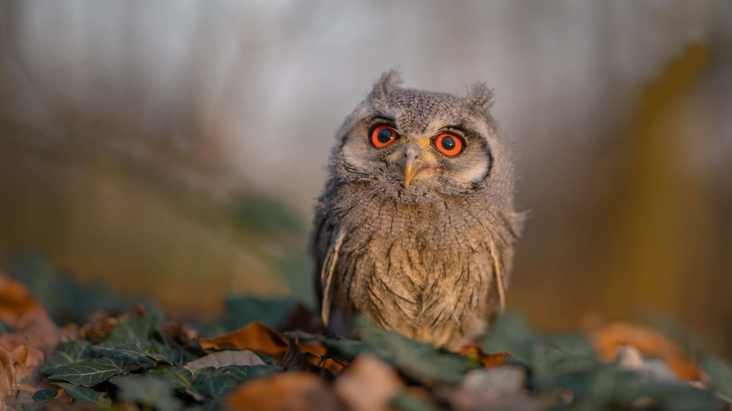 金色飞刃刺破维罗德隆，德里赫特的毁灭与救赎