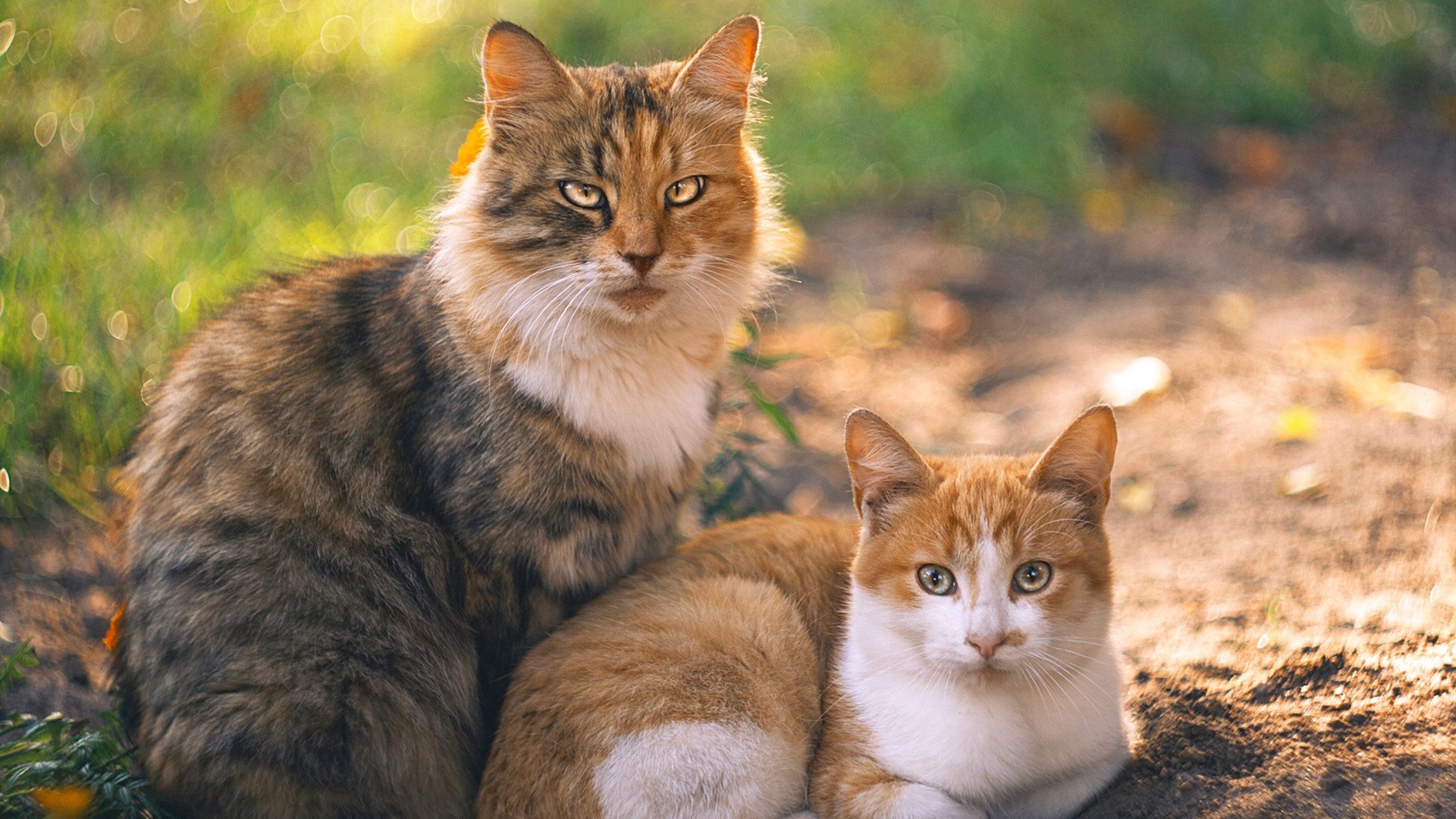 冰与火的碰撞，范戴克最后时刻的天外飞仙，助冰岛生死战逆袭马赛