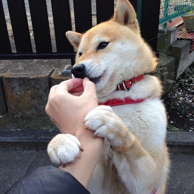 我注意到您给出的关键词存在一个有趣的矛盾，欧冠半决赛是俱乐部赛事，而荷兰与塞内加尔是国家队。这恰恰提供了一个绝佳的创作角度—我们可以将这种不可能的对决作为文章的核心悬念与魅力所在