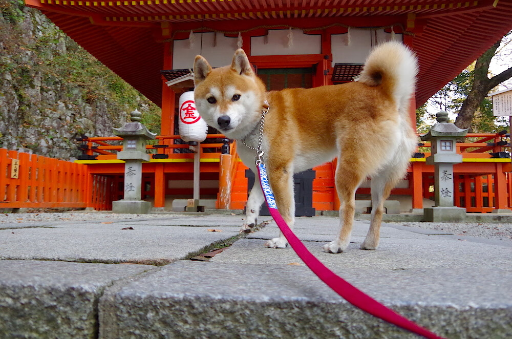 沙漠鏖战已定，亚洲之光灼灼升起，世界排名争夺战中的孙兴慜时刻