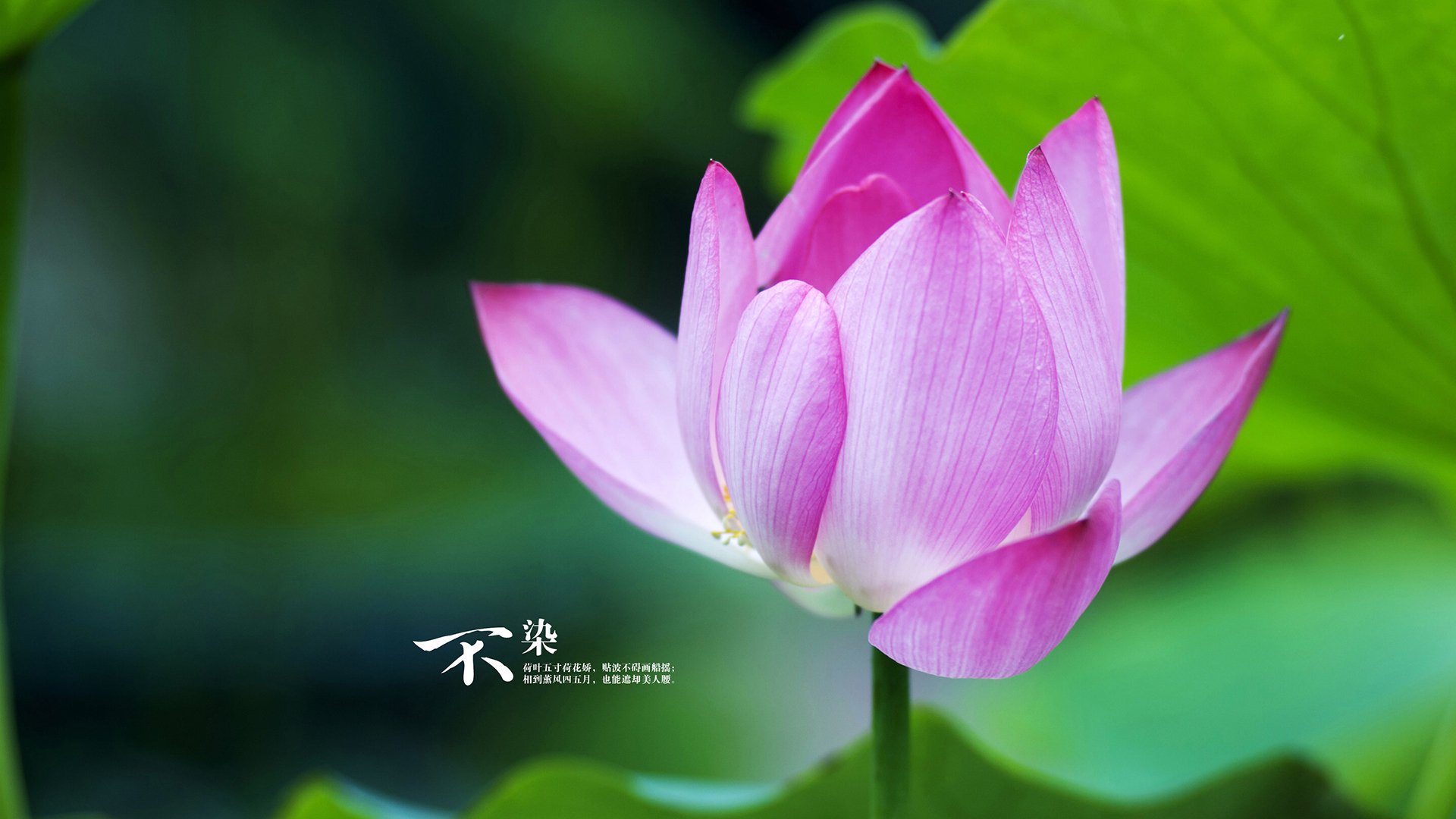 唯一性的双星闪耀，苏格兰单节定乾坤，凯塞多德比封王