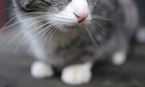 绝杀时刻,布雷默的一脚,如何让喀麦隆足球再度闪耀欧洲