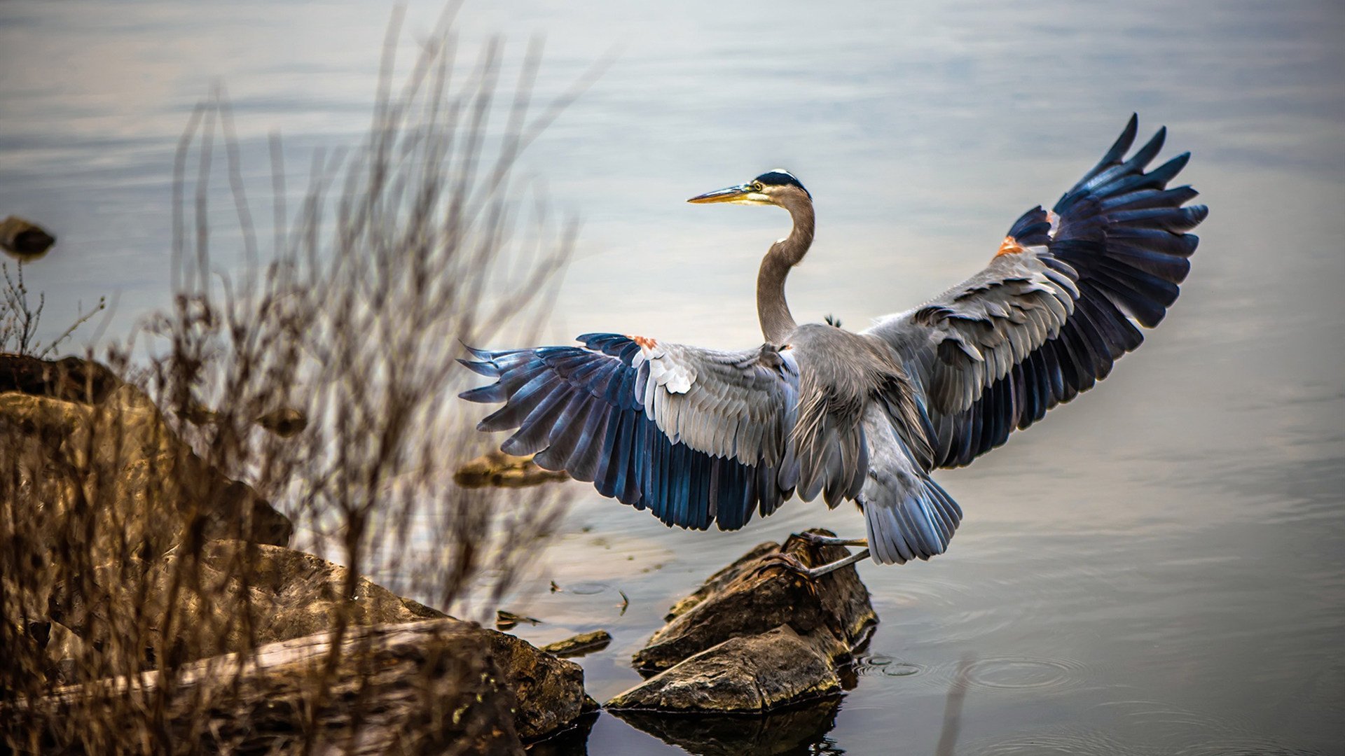 铁闸拉亚!巴西零封智利幕后,那记让巴尔加斯绝望的瞬间
