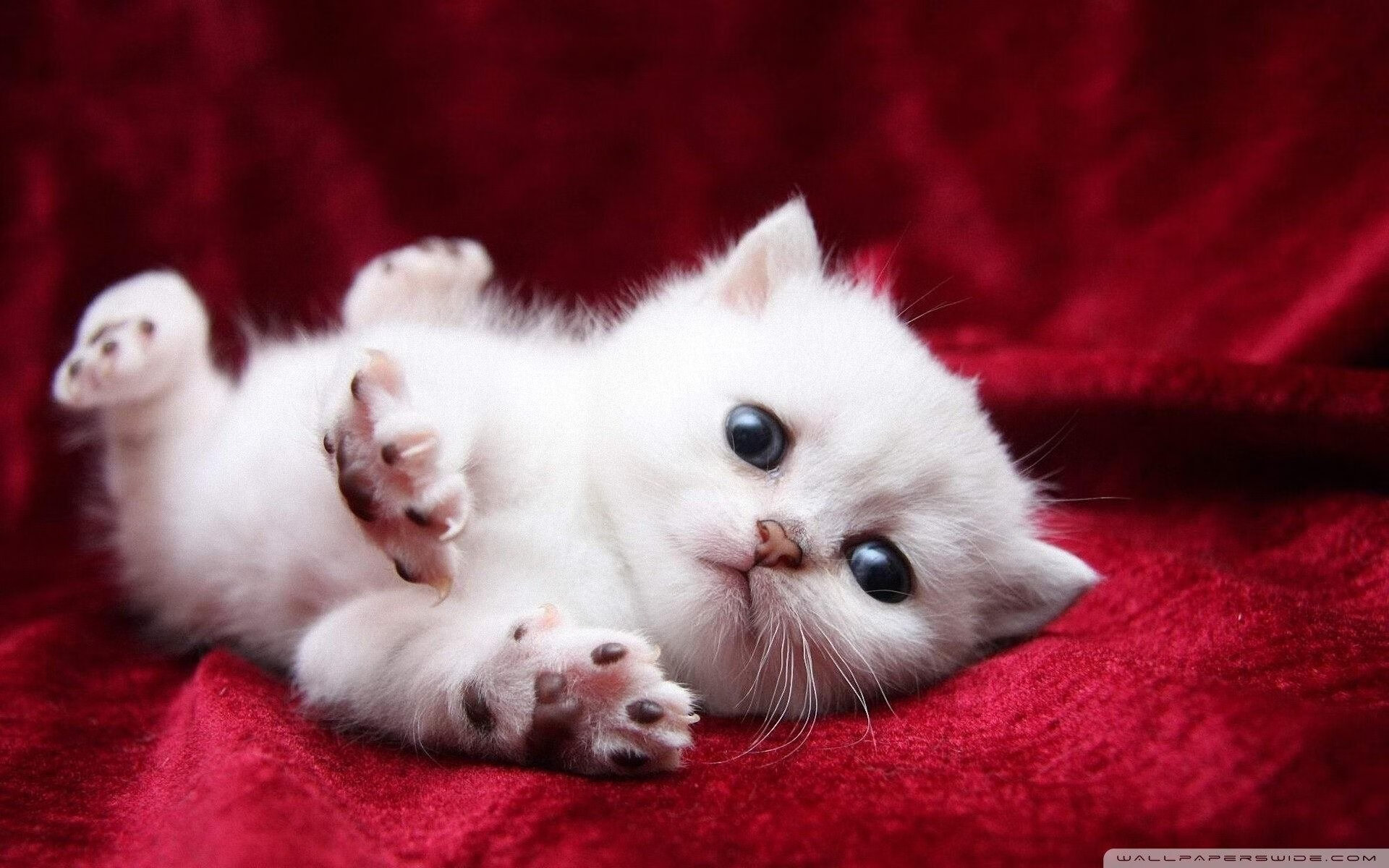 绿茵与球馆，唤醒的是同一把钥匙