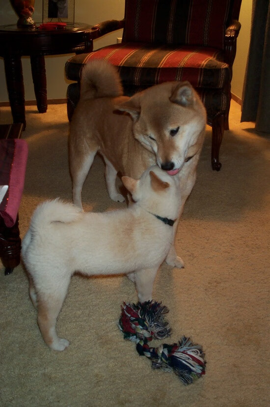 欧冠神迹夜!富安健洋上演后卫风暴,连斩两城颠覆剧本