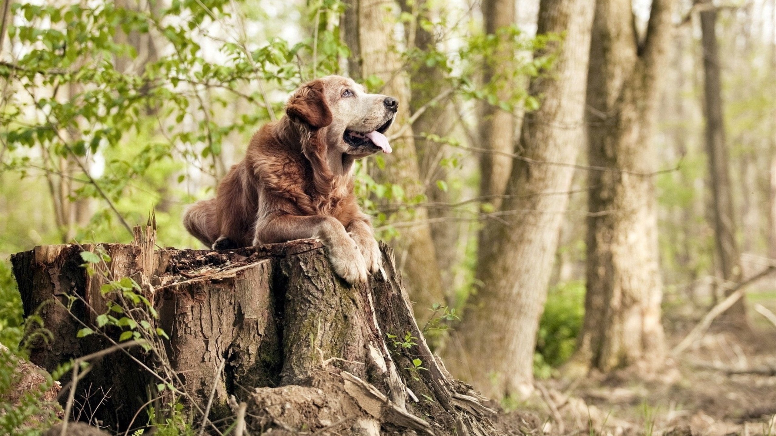 唯一性对决，当山西汾酒遇见波士顿绿军，恩比德跨越次元的统治力