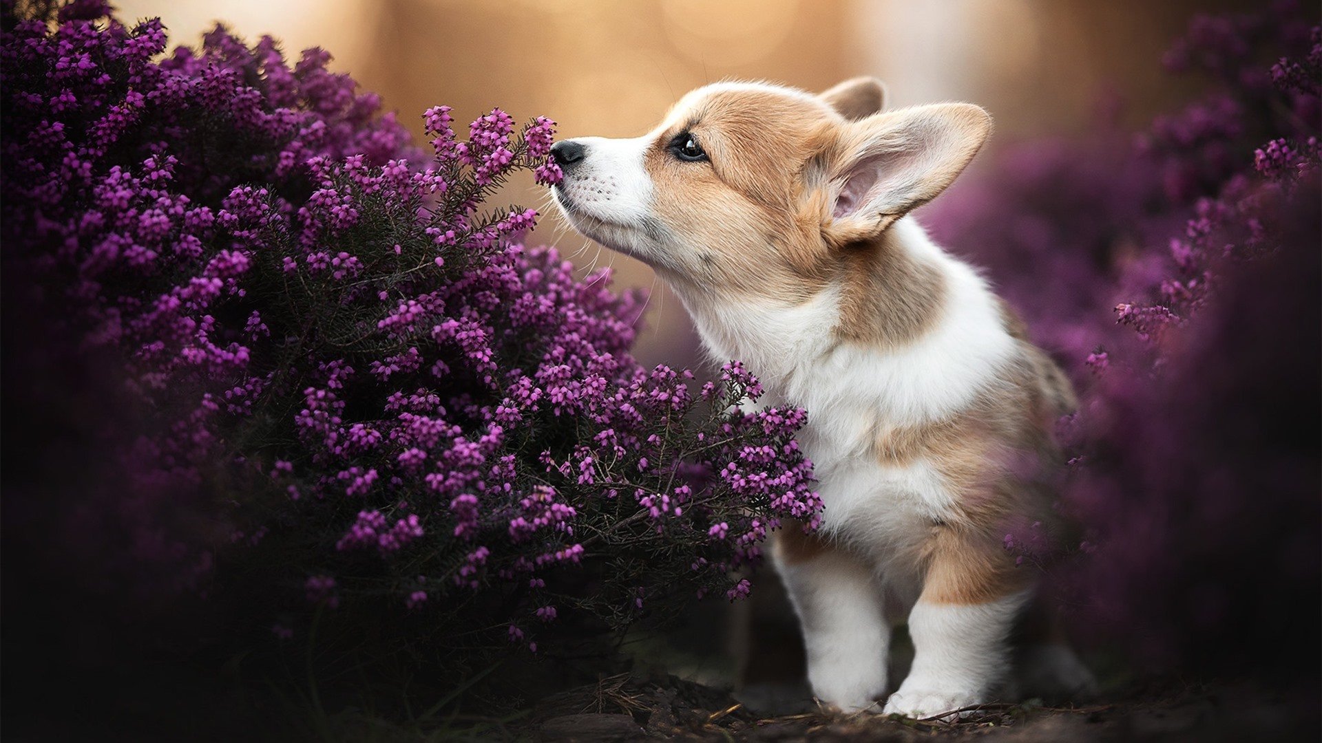 双星耀东西，当德里赫特封神之夜照亮亚洲宿命对决