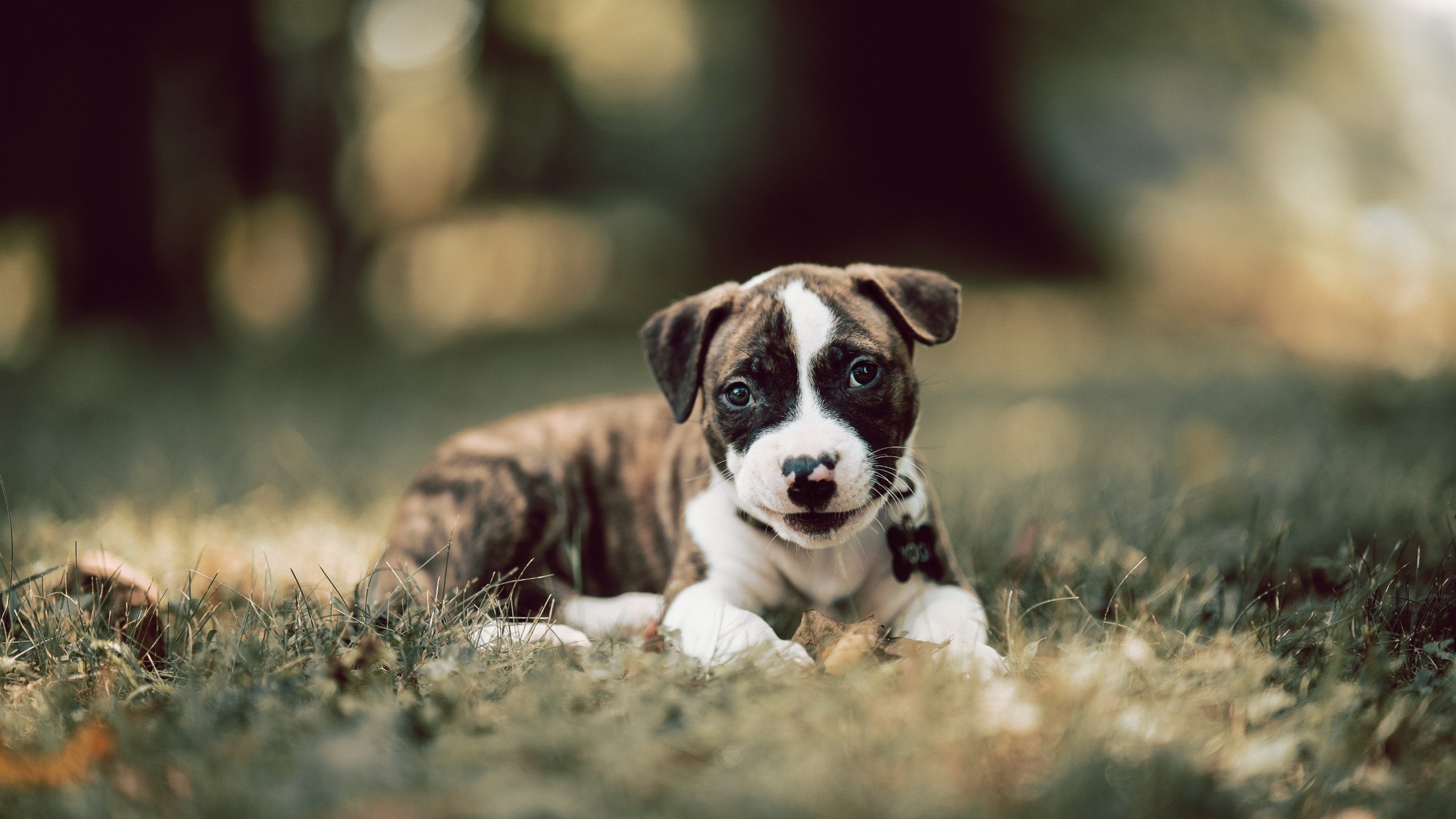 北欧交响曲与高加索闪电，当丹麦节奏扼住韩国咽喉，关键先生克瓦拉茨赫利亚点燃格鲁吉亚