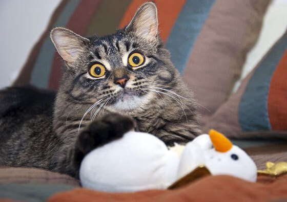 琼斯导演第三节风暴，新疆队用一波流冰封山西