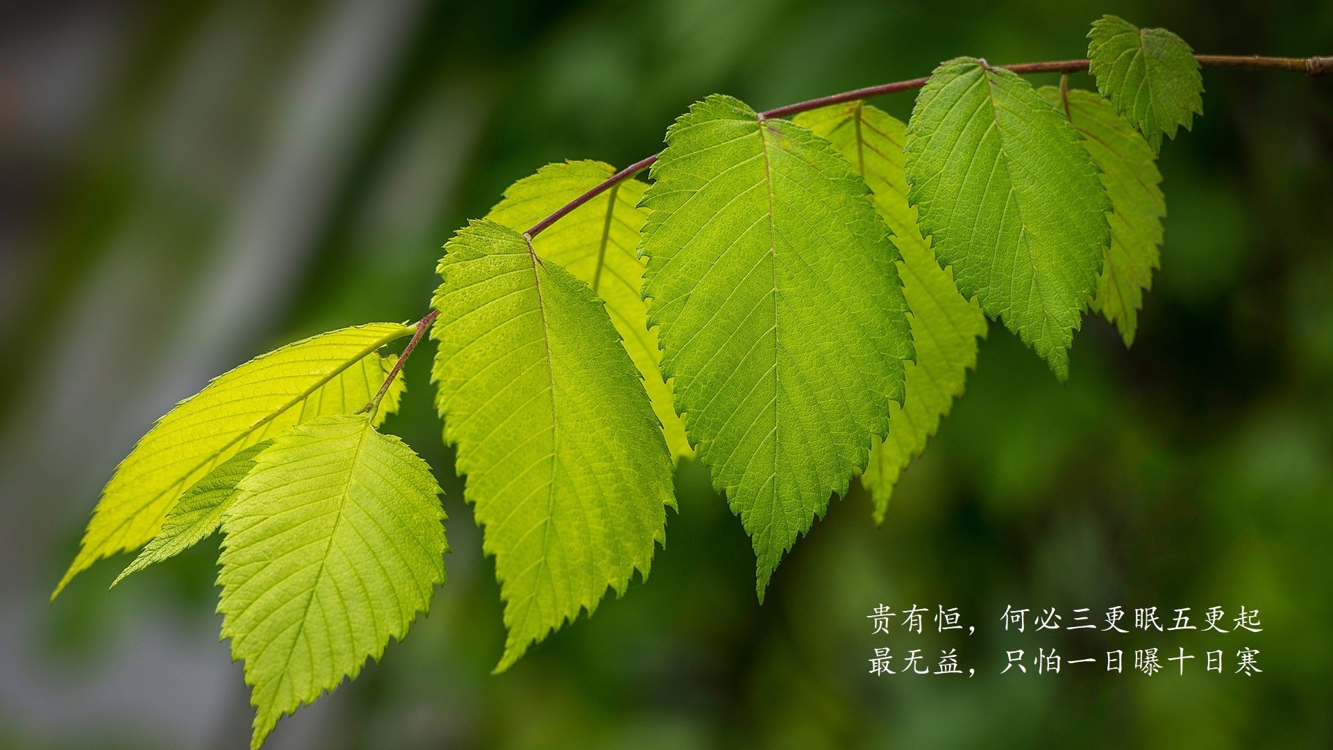 生死局中的永恒瞬间，2026世界杯E组关键战，葡萄牙力克波兰，库尔图瓦带队书写唯一答案